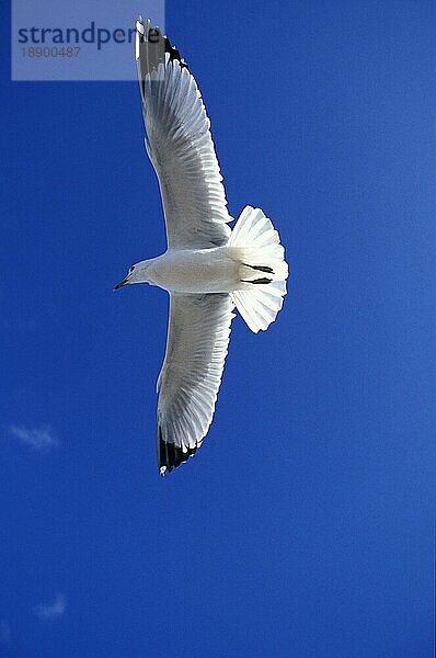 Ringschnabelmöwe (larus delawarensis)  ERWACHSENE IM FLUG  FLORIDA