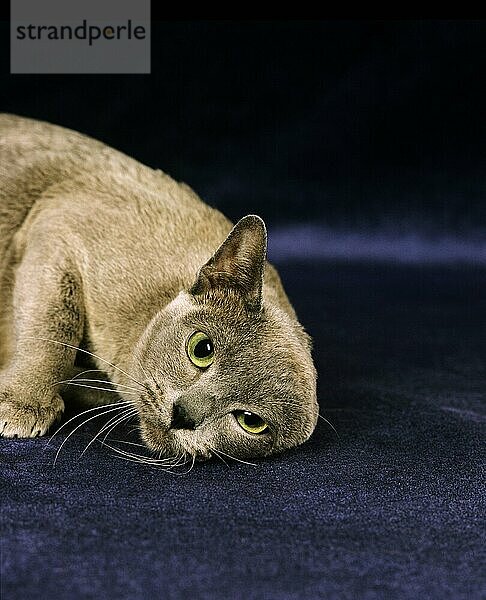 BLAUE BURMESISCHE HAUSKATZE  ERWACHSEN  KRATZT SICH AM OHR