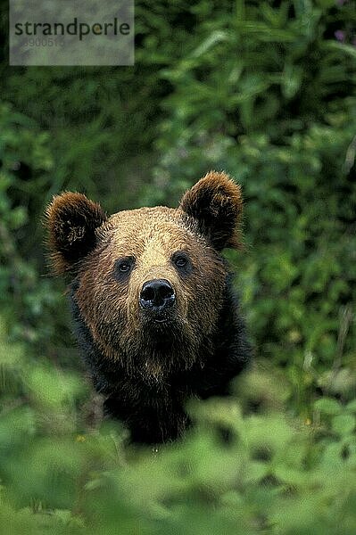 Braunbär (ursus arctos)  Kopf eines Erwachsenen  der aus Blättern auftaucht