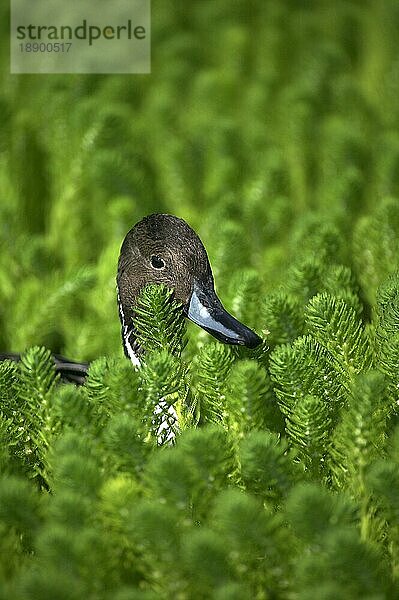 Spießente (anas acuta)  Erwachsener  Kopf aus den Pflanzen  Teich in der Normandie