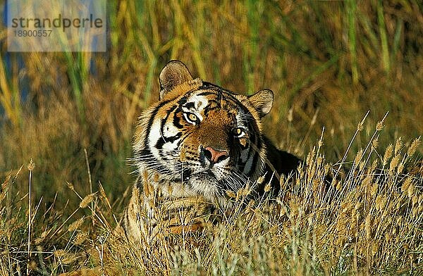 Bengalischer Tiger (panthera tigris tigris)  Portrait eines Erwachsenen