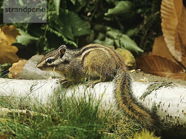 Corean Eichhörnchen  eutamia sibericus  Erwachsen