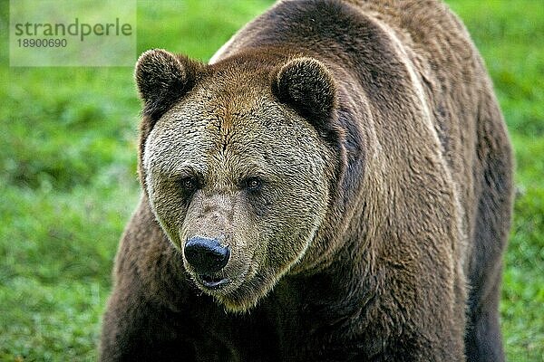 Braunbär (ursus arctos)  erwachsen