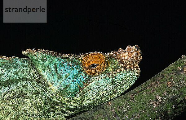 PARSON'S CHAMELEON chamaeleo parsonii  Portrait eines Erwachsenen vor schwarzem Hintergrund