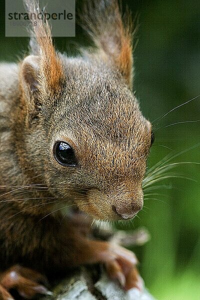 Rotes Eichhörnchen (sciurus vulgaris)  Porträt eines Erwachsenen  Normandie