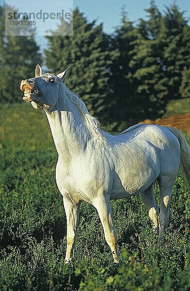 LIPIZZANER  ERWACHSEN IN FLEHMEN