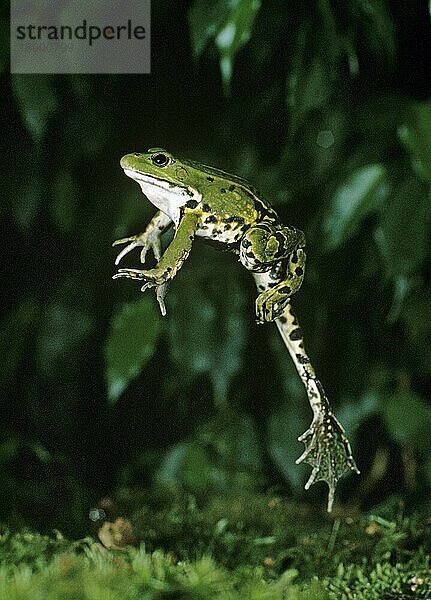 Speisefrosch oder Grüner Frosch (rana esculenta)  Erwachsener springend