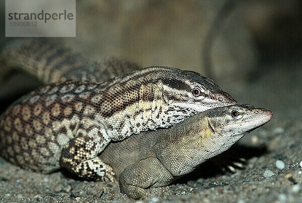 Ridge-tailed Monitors  pair  mating  Stachelschwanzwarane (Varanus acanthurus)  Paar  kopulierend