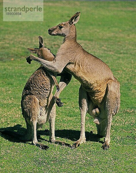 Östliches Graues Känguru (macropus giganteus)  erwachsen  Australien  Ozeanien