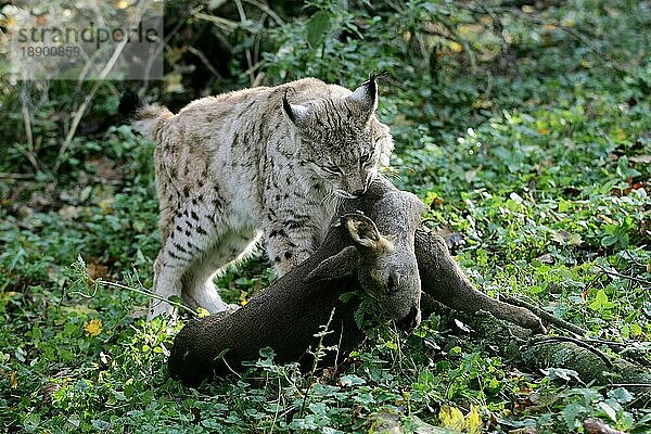 EUROPÄISCHER LYNX (felis lynx)  ERWACHSENER MIT EINEM HIRSCHKOPF