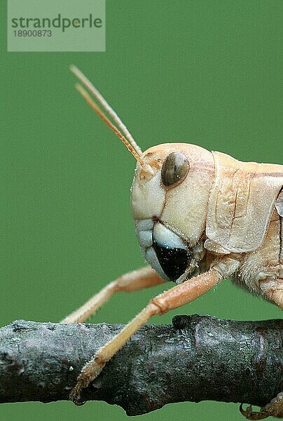 European Migratorian Locusts  Europäische Wanderheuschrecke (Locusta migratoria)  Heuschrecke  seitlich  side