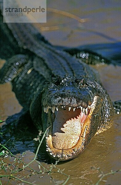 Amerikanischer Alligator  alligator mississipiensis  Erwachsener in Verteidigungshaltung mit offenem Maul