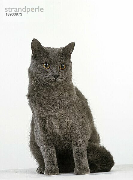 Blaue Hauskatze  Erwachsene gegen weißen Hintergrund