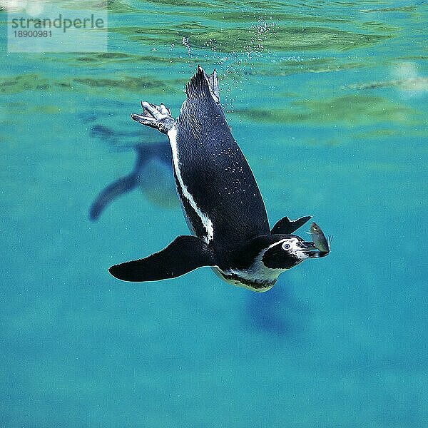 Humboldt-Pinguin (spheniscus humboldti)  Erwachsener fängt Fisch  Unterwasseransicht