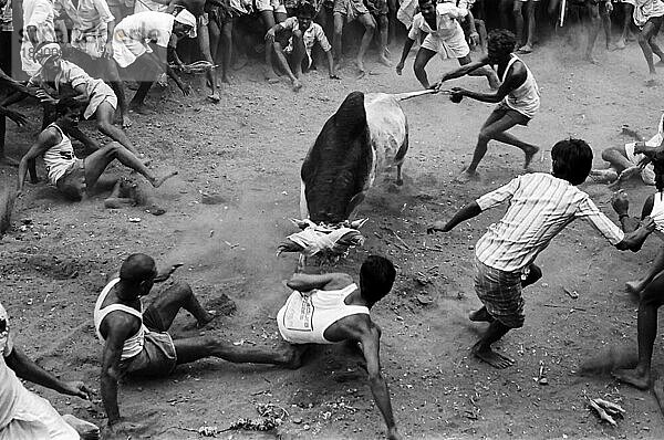 Schwarz-Weiß-Foto  Jallikattu oder Stierzähmung während des Pongal-Festes in Avaniapuram bei Madurai  Tamil Nadu  Indien. Fotografiert im Jahr 1975