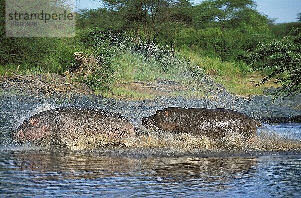 Flusspferd (Hippopotamus amphibius)  Erwachsene laufen im Mara Fluss  Masai Mara Park in Kenia