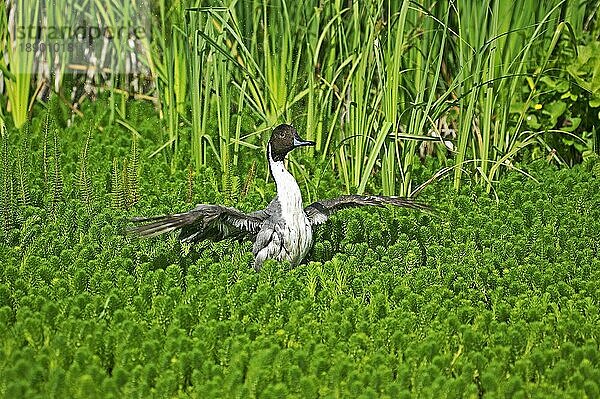 Spießente (anas acuta)  Erwachsener im Teich  Abflug  Normandie