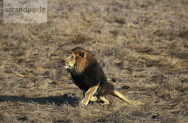 Afrikanischer Löwe (panthera leo)  erwachsen  laufend