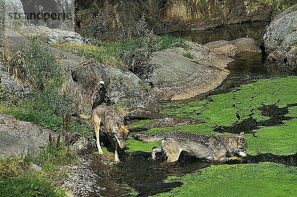 Europäischer Wolf (canis lupus)  erwachsene Tiere  die ins Wasser gehen