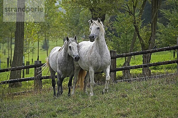 Connemara Pony  Erwachsene stehend im Paddock