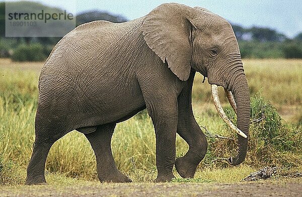 AFRIKANISCHER ELEFANT (loxodonta africana)  ERWACHSENES MÄNNCHEN  KENIA