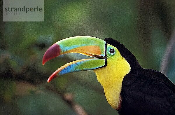 Kiefernschnabeltukan (ramphastos sulfuratus)  Portrait eines Erwachsenen mit offenem Schnabel  Costa Rica  Mittelamerika