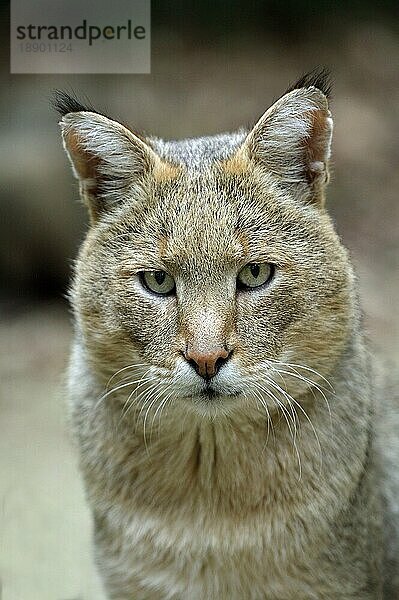 Dschungelkatze (felis chaus)  Porträt eines Erwachsenen