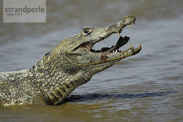 Brillenkaiman (caiman crocodilus)  Erwachsener beim Fischfang  Los Lianos in Venezuela