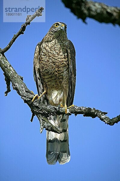 Sperber (accipiter nisus)  Erwachsener auf Ast  Normandie