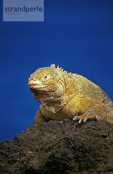 Galapagos Landleguan (conolophus subcristatus)  Erwachsener auf Felsen  Galapagos Inseln