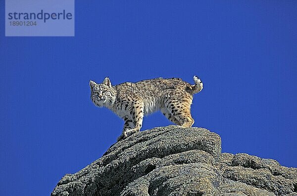 BOBCAT (lynx rufus)  ERWACHSENER AUF FELSEN STEHEND  KANADA