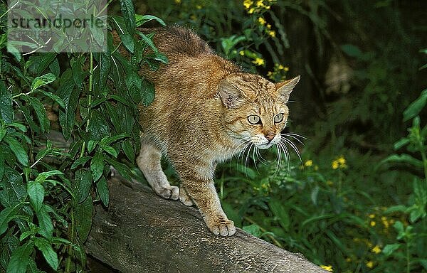 Europäische Wildkatze (felis silvestris)  Erwachsener auf Ast