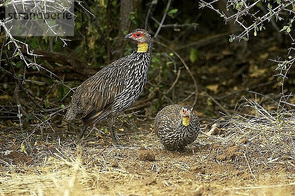 Gelbhalssumpfhuhn (francolinus leucoscepus)  Erwachsen  Kenia  Afrika