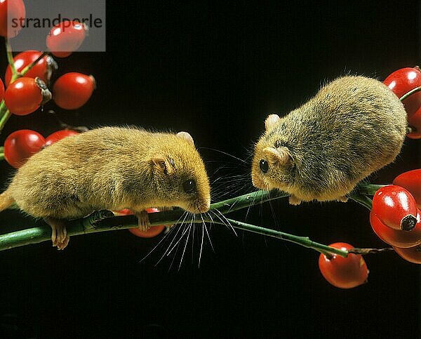 Haselmaus (muscardinus avellanarius)  ERWACHSENE STEHEND AUF HUNDESROSEN