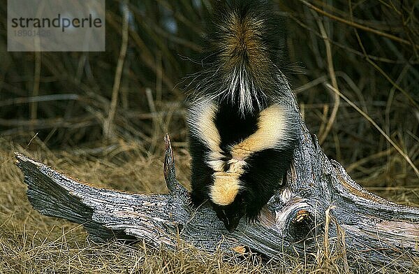 Gestreiftes Stinktier (mephitis mephitis)  Erwachsener