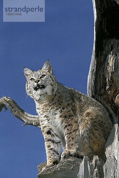 BOBCAT (lynx rufus)  ERWACHSENER AUF TOTEM BAUM STEHEND  AUSSICHTEN  KANADA