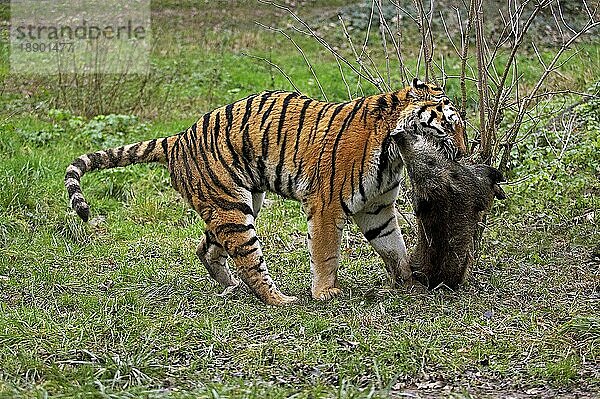 Sibirischer Tiger (panthera tigris altaica)  Erwachsener mit erlegtem Wildschwein