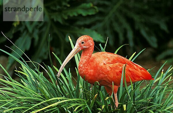 Scharlachsichler (eudocimus ruber)  erwachsen