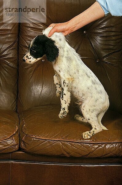 English Setter Hund  Welpenbestrafung