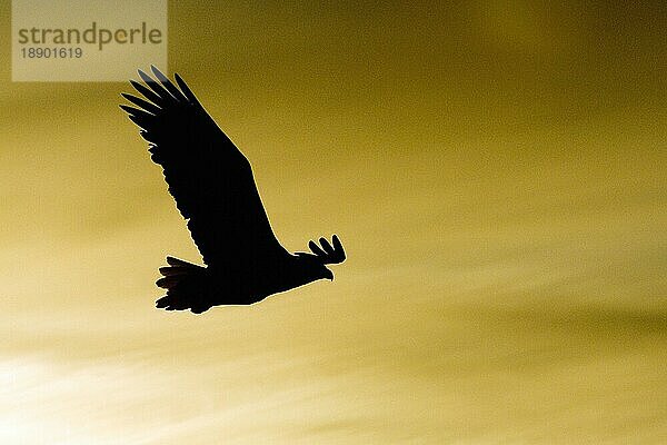 Seeadler (Haliaeetus albicilla)  freistellbar  Norwegen  Europa