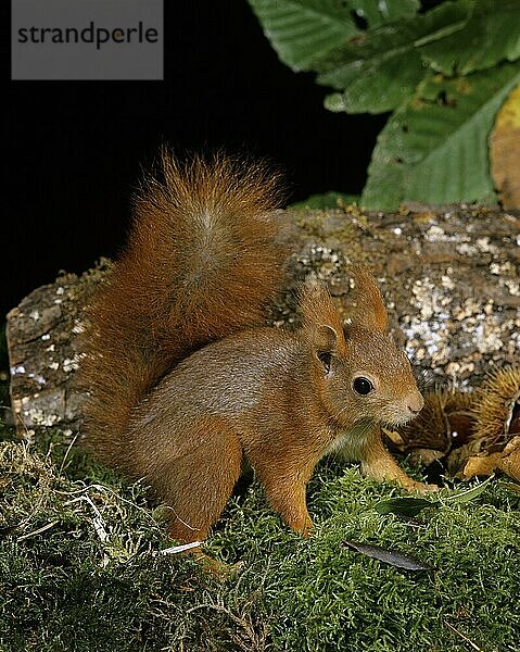 Europäisches Eichhörnchen (sciurus vulgaris)  ERWACHSENER