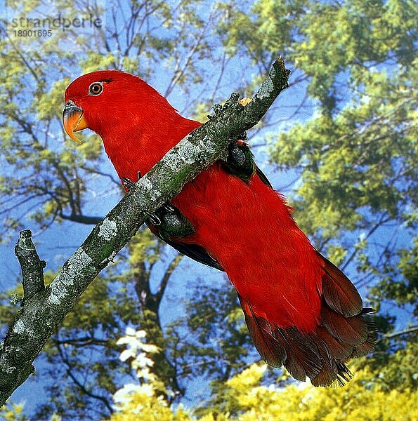 Schnatternder Lori  lorius garrulus  Erwachsener auf Ast stehend