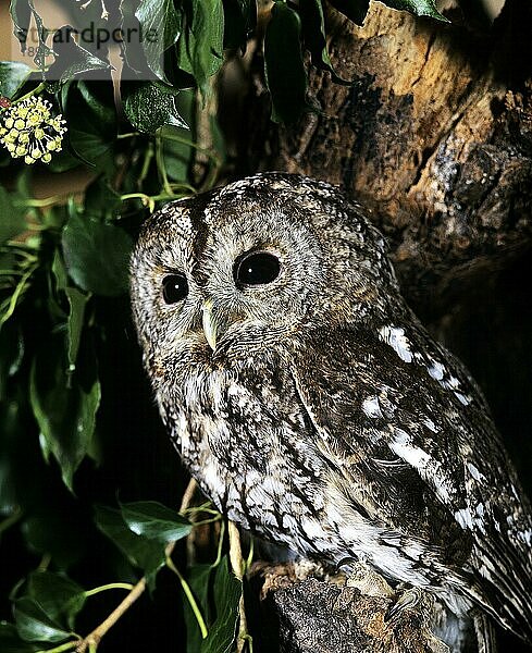 EUROPÄISCHE TAWNY-EULE (strix aluco)  ERWACHSENER IM BAUM STEHEND