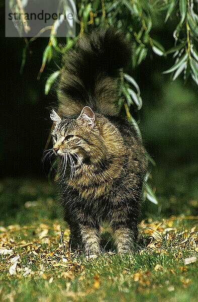 Angora Hauskatze  Erwachsene stehend auf Gras  gähnend