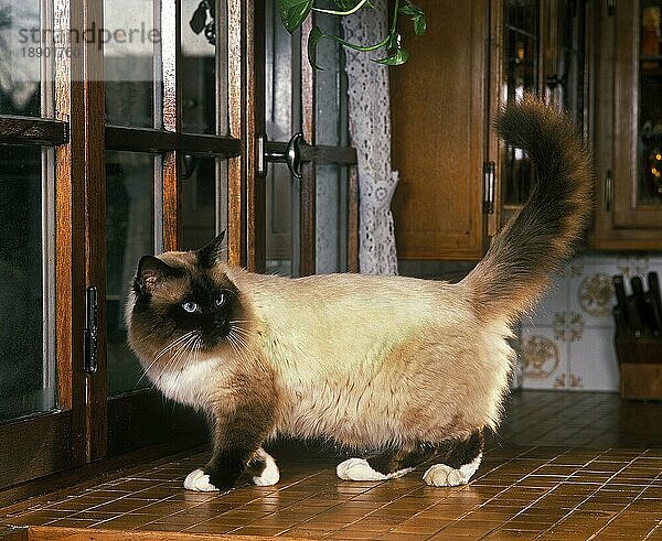 BIRMANISCHE DOMESTIZIERTE KATZE  ERWACHSEN  STEHEND IN DER KÜCHE