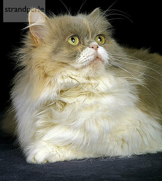 Tricolor Perser Hauskatze legen gegen schwarzen Hintergrund