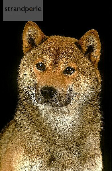 SHIBA INU HUND  KOPF EINES ERWACHSENEN VOR SCHWARZEM HINTERGRUND