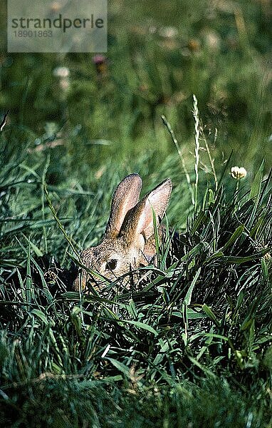 EUROPÄISCHES KANINCHEN (oryctolagus cuniculus)  ERWACHSENES KAMOUFLAGEN IM GRAS