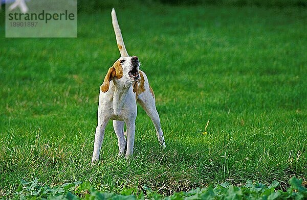 Großer anglo-französischer weißer und orangefarbener Jagdhund  erwachsen  bellend