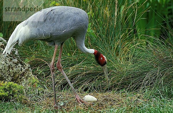 Saruskranich (grus antigone)  ERWACHSENER SUCHT NACH SEINEM EIER IM NEST